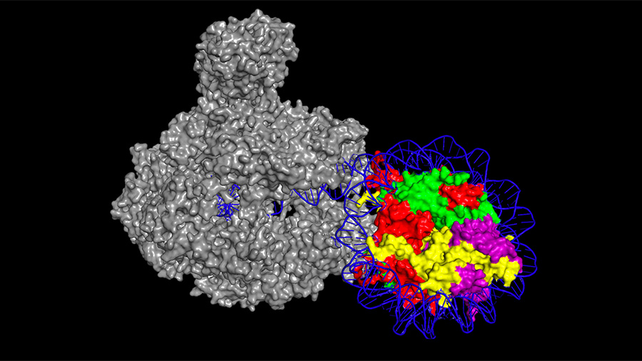 转录调节：染色质和RNA聚合酶II主要图像