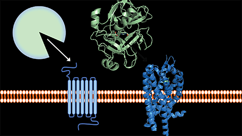 细胞外蛋白水解和信号转导中的丝氨酸蛋白酶